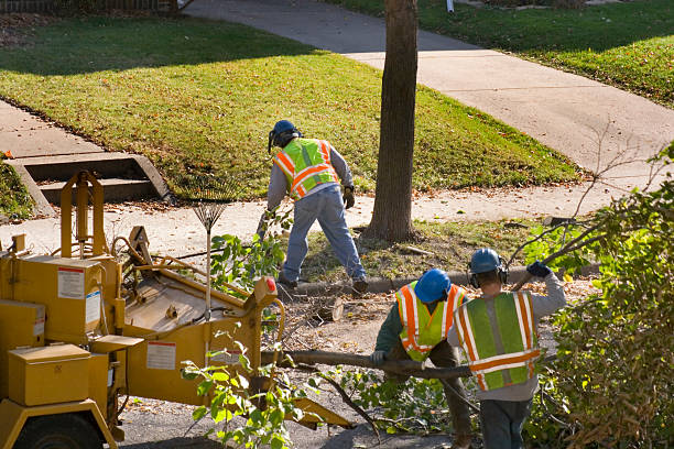 Best Leaf Removal  in Liolnton, NC